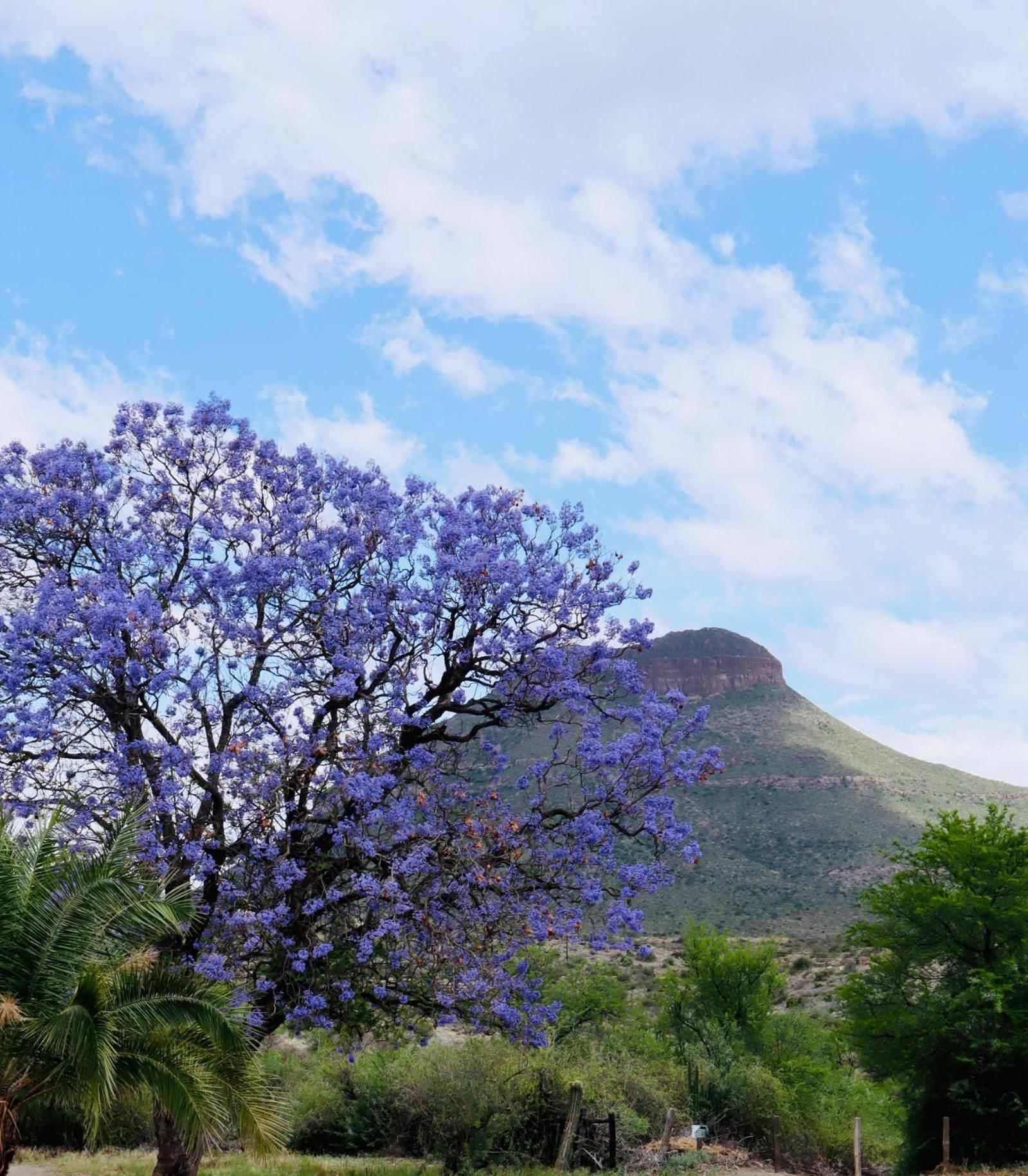 Graaff-Reinet River Bend Guesthouses מראה חיצוני תמונה